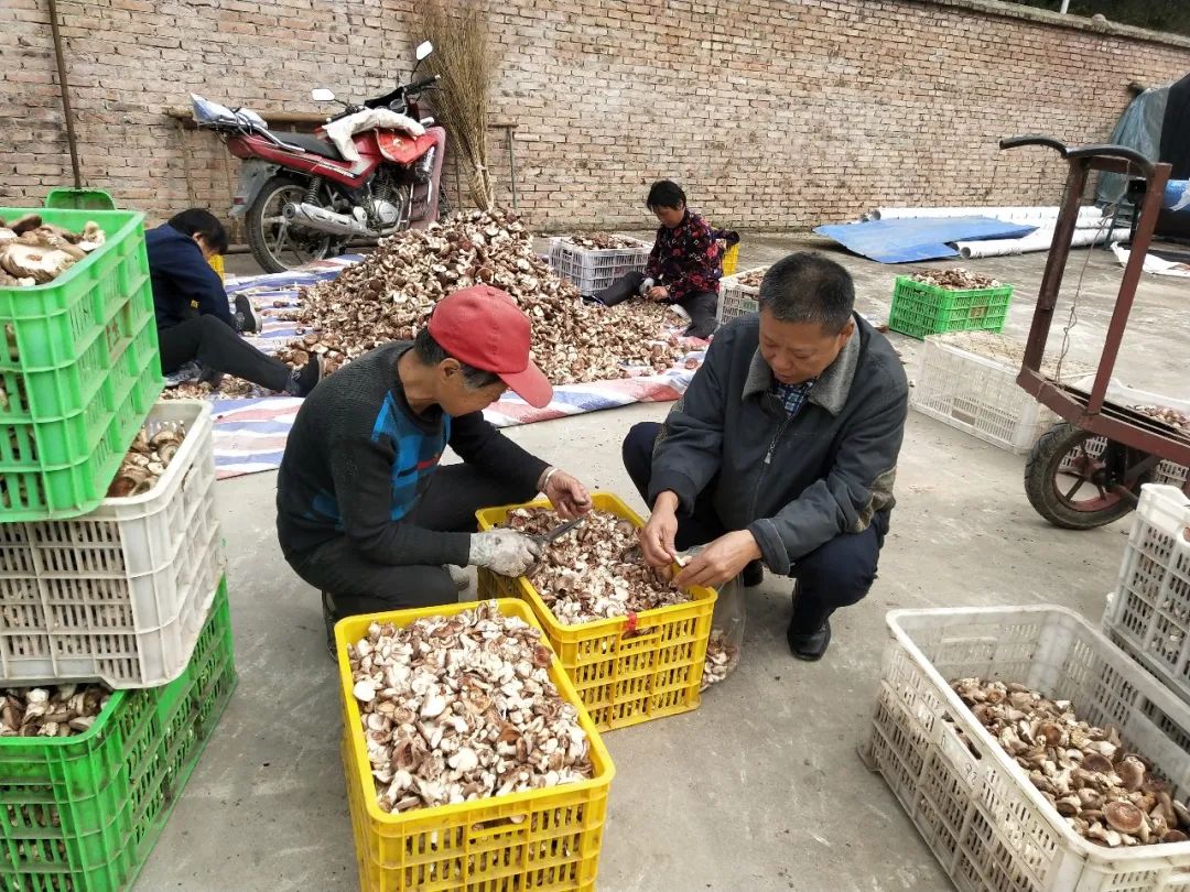 村自然资源优势,大力推进产业扶持,先后为渗金庙村,核桃沟村,羊茂山村